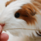 What Does It Mean When Your Guinea Pig Licks You