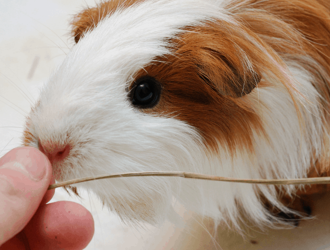 What Does It Mean When Your Guinea Pig Licks You