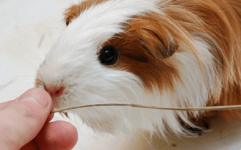 What Does It Mean When Your Guinea Pig Licks You
