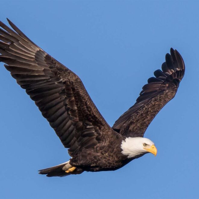 What Does It Mean When You Dream About An Eagle