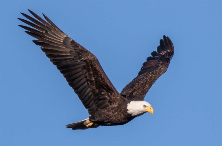 What Does It Mean When You Dream About An Eagle