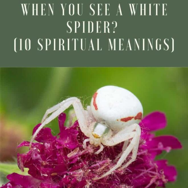 What Does It Mean To See A White Spider