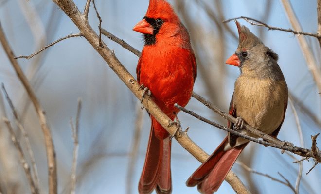 What Does It Mean When You See A Blue Cardinal