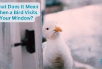 What Does It Mean When A Bird Visits Your Window