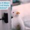 What Does It Mean When A Bird Visits Your Window