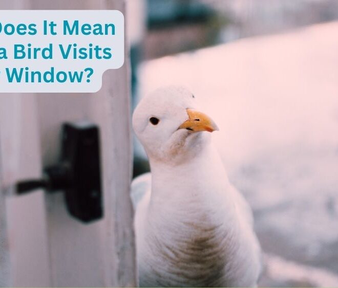 What Does It Mean When A Bird Visits Your Window