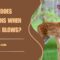 What Does It Mean When A Deer Blows