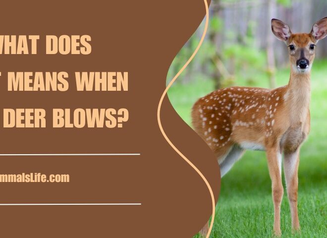 What Does It Mean When A Deer Blows