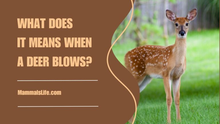 What Does It Mean When A Deer Blows