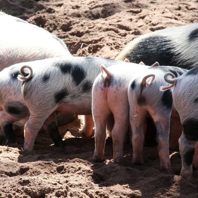 What Does It Mean When A Goat Wags Its Tail