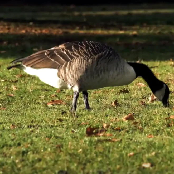 What Does Seeing Geese Mean Spiritually