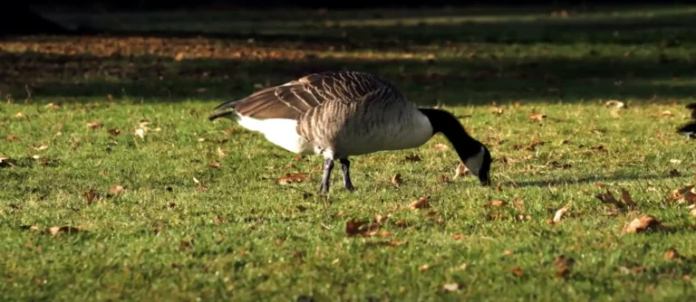 What Does Seeing Geese Mean Spiritually