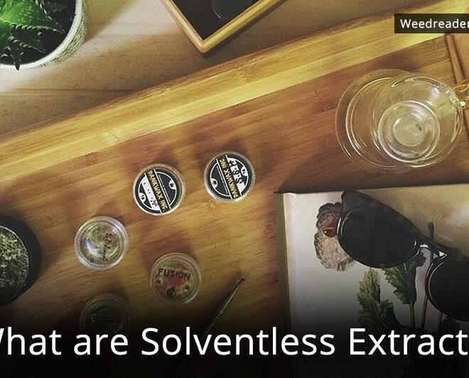 What Does Solventless Mean In Weed