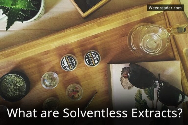 What Does Solventless Mean In Weed