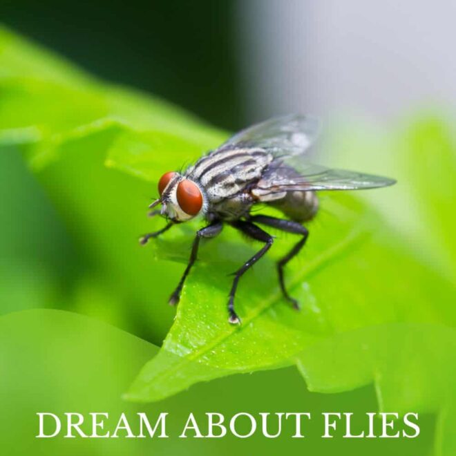 What Does It Mean When You Dream About Flies