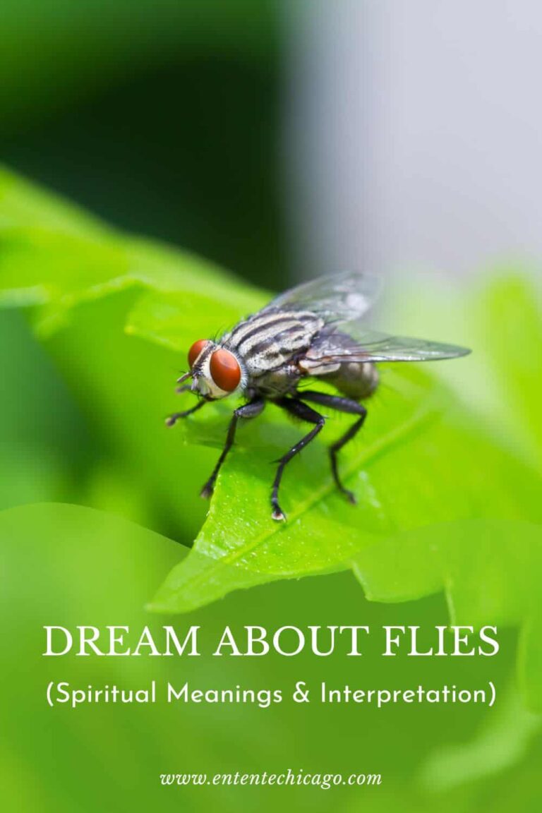 What Does It Mean To Dream With Flies