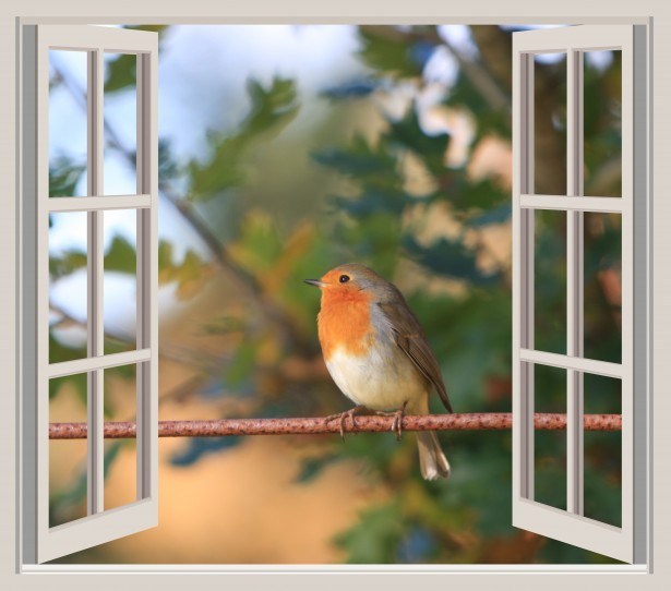 What Does It Mean When A Robin Hits Your Window