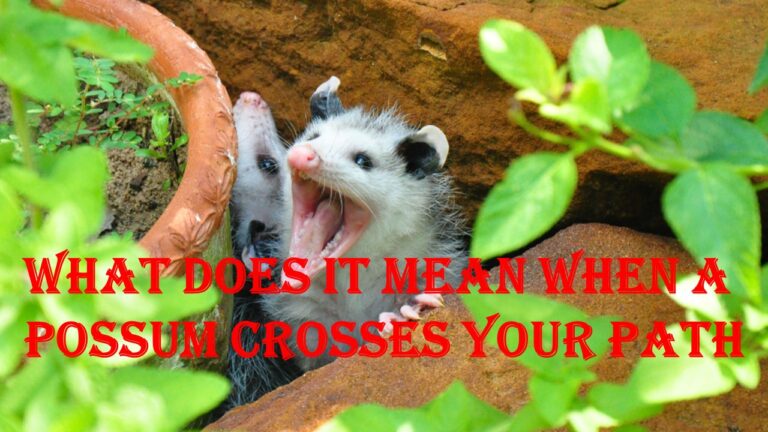 What Does It Mean When A Possum Crosses Your Path