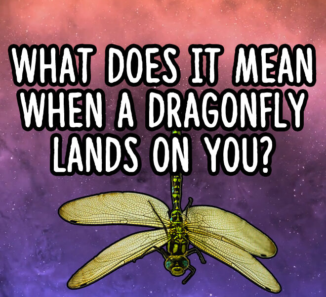 What Does It Mean If A Dragonfly Follows You