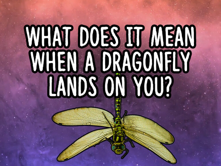 What Does It Mean If A Dragonfly Follows You