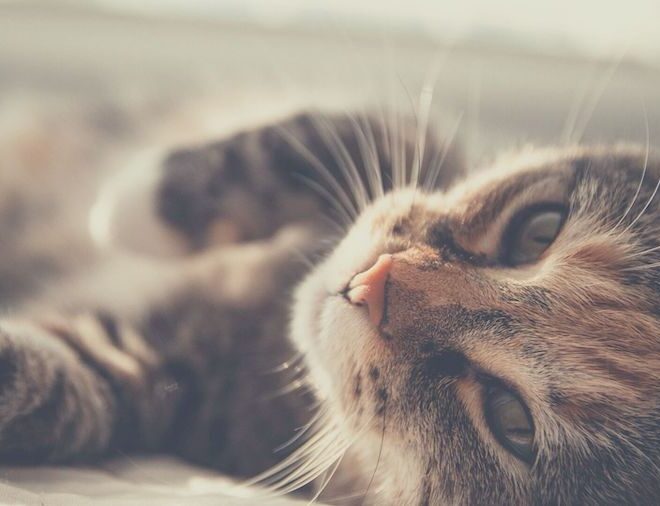 What Does It Mean When My Cats Ears Are Hot