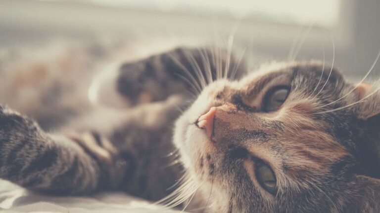 What Does It Mean When My Cats Ears Are Hot