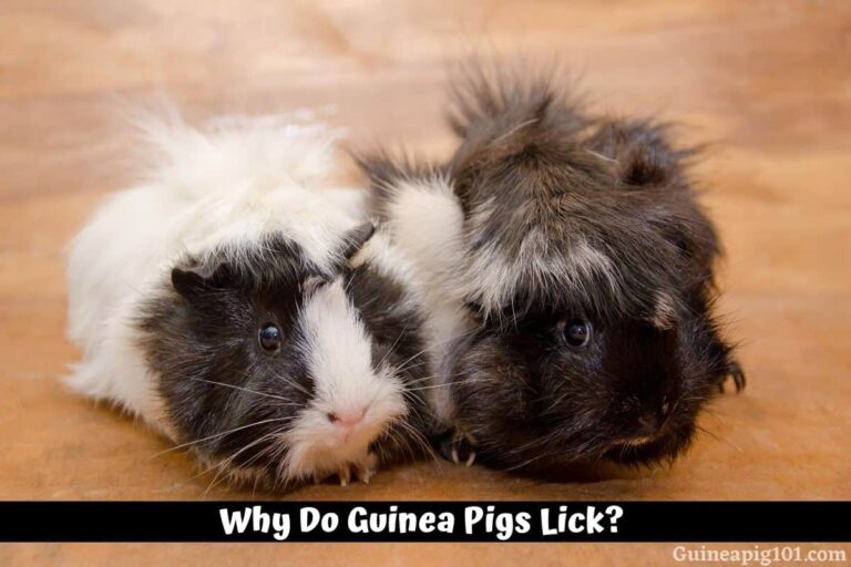 What Does It Mean When Guinea Pigs Lick You