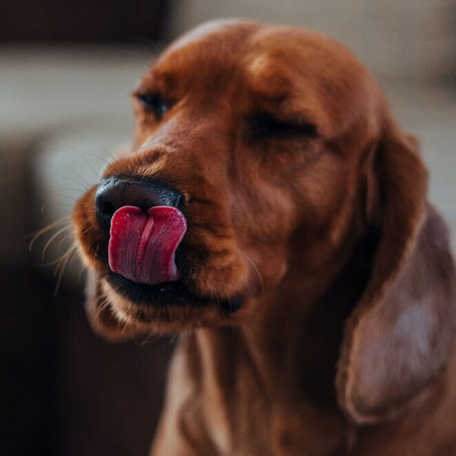 What Does It Mean When Dogs Keep Licking Their Lips