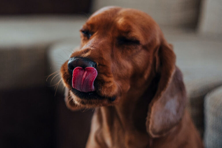 What Does It Mean When Dogs Keep Licking Their Lips