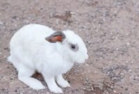 What Does It Mean When A Rabbit Is Shaking