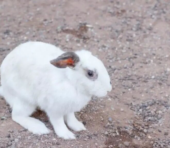 What Does It Mean When A Rabbit Is Shaking