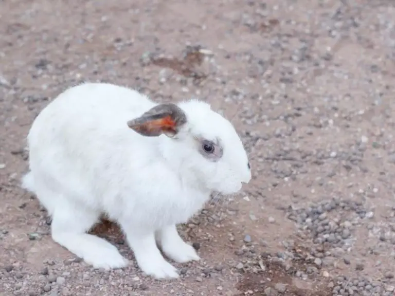 What Does It Mean When A Rabbit Is Shaking