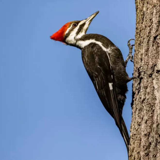 What Does Seeing A Woodpecker Mean