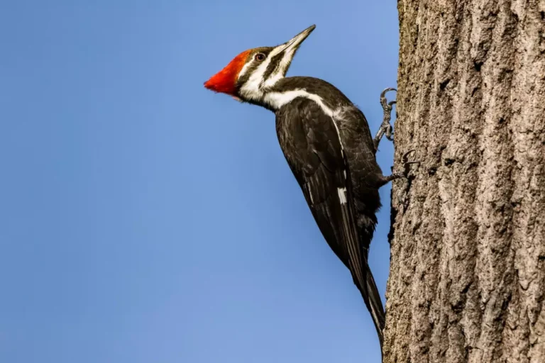 What Does Seeing A Woodpecker Mean