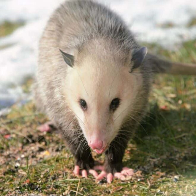 What Does It Mean To See A Possum