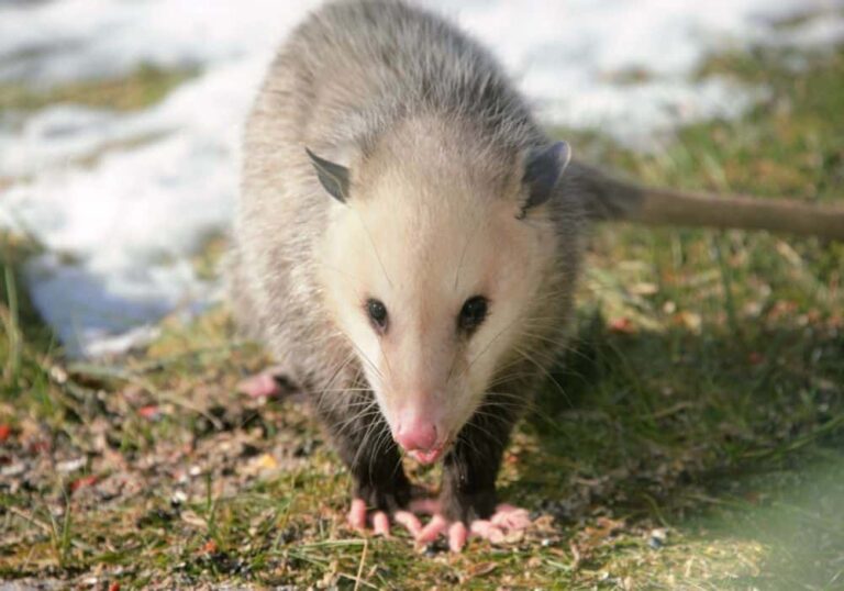 What Does It Mean To See A Possum
