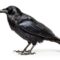 What Does It Mean When A Crow Caws At You