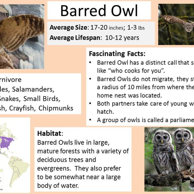 What Does It Mean When You See A Barred Owl