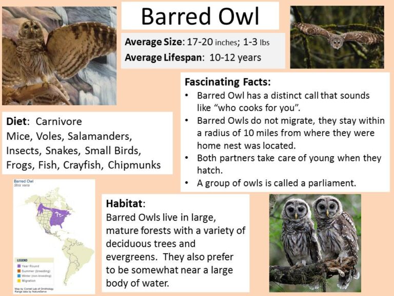 What Does It Mean When You See A Barred Owl