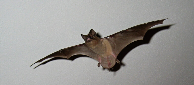 What Does It Mean When A Bat Visits You
