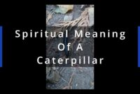 What Does Seeing A Caterpillar Mean Spiritually