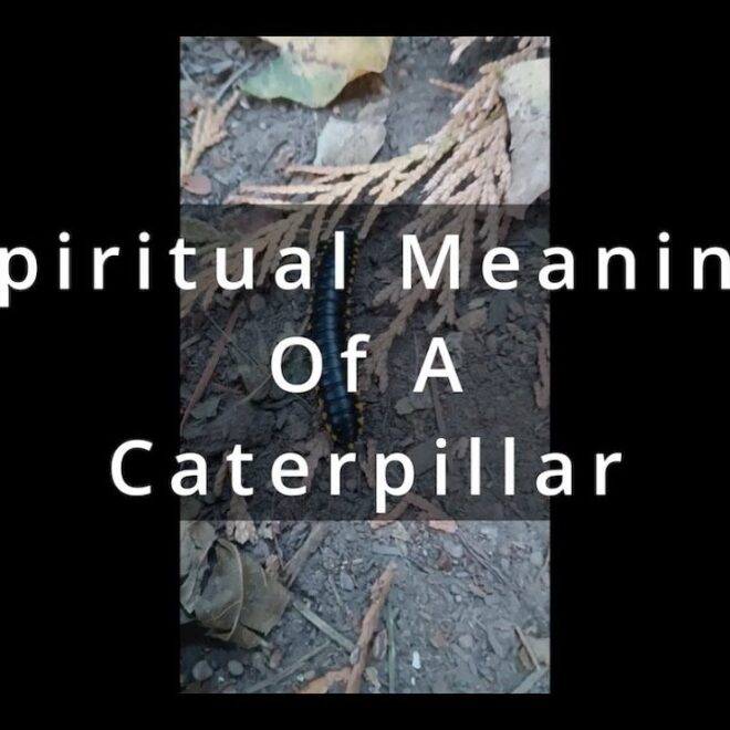 What Does Seeing A Caterpillar Mean Spiritually