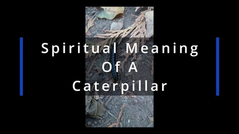 What Does Seeing A Caterpillar Mean Spiritually