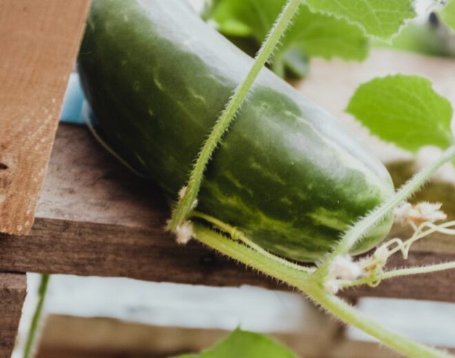 What Does It Mean When You Smell Cucumbers Outside