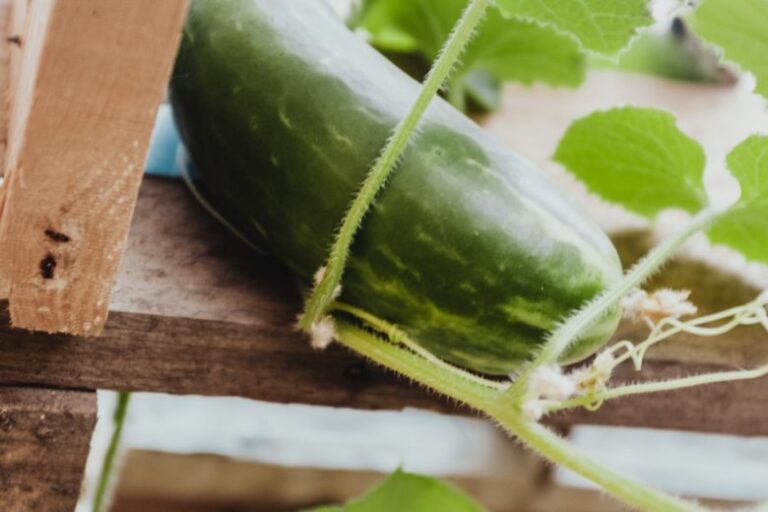What Does It Mean When You Smell Cucumbers Outside