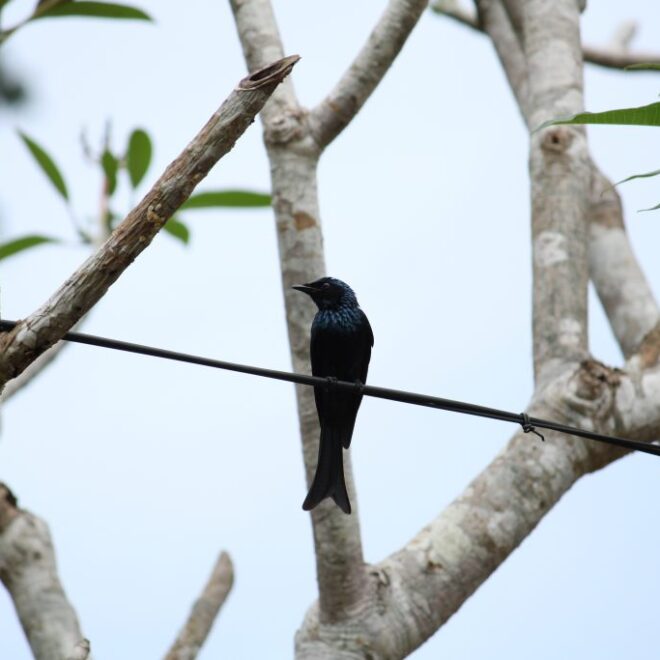What Does Bird On A Wire Mean
