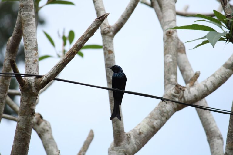 What Does Bird On A Wire Mean