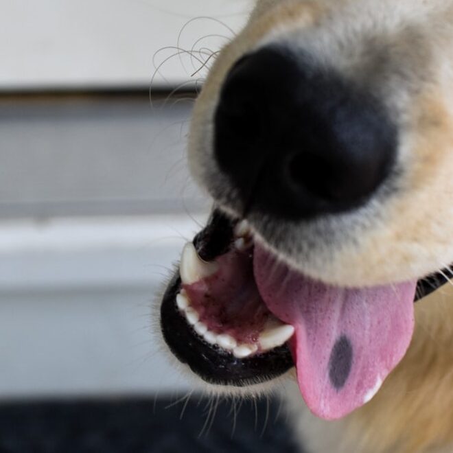 What Does A Black Dot On Your Tongue Mean