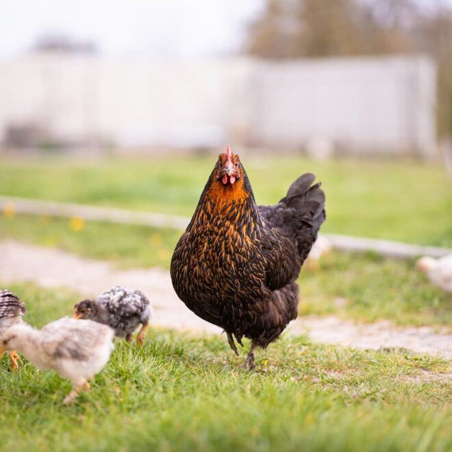 What Does Broody Mean For Chickens