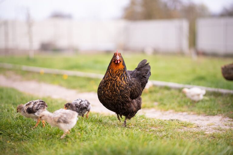 What Does Broody Mean For Chickens